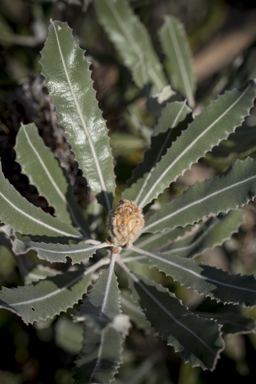 APII jpeg image of Banksia menziesii  © contact APII