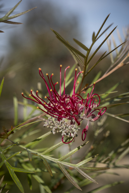 APII jpeg image of Grevillea  © contact APII