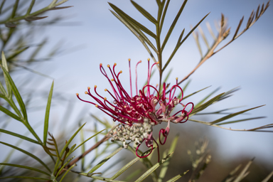 APII jpeg image of Grevillea  © contact APII