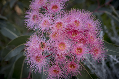 APII jpeg image of Corymbia 'Summer Beauty'  © contact APII