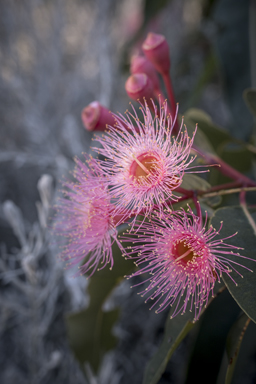 APII jpeg image of Corymbia 'Summer Beauty'  © contact APII