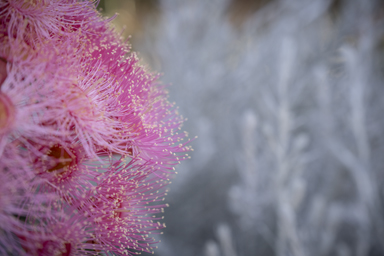 APII jpeg image of Corymbia 'Summer Beauty'  © contact APII