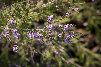 APII jpeg image of Thryptomene saxicola 'Pink Lace'  © contact APII