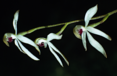 APII jpeg image of Caladenia cucullata  © contact APII