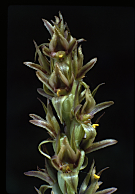 APII jpeg image of Prasophyllum bagoense  © contact APII