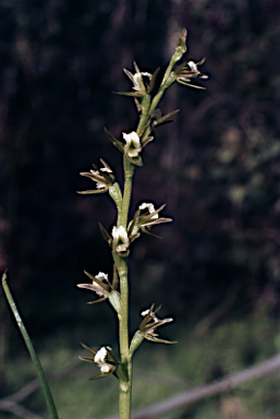 APII jpeg image of Prasophyllum sp. aff. patens  © contact APII