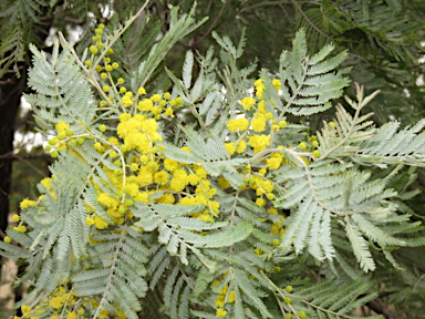 APII jpeg image of Acacia leucoclada subsp. argentifolia  © contact APII