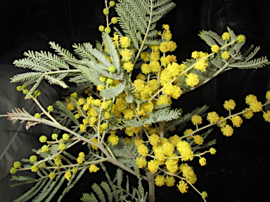APII jpeg image of Acacia leucoclada subsp. argentifolia  © contact APII