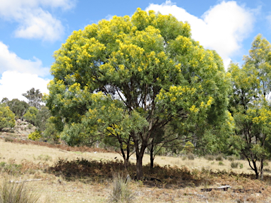 APII jpeg image of Acacia neriifolia  © contact APII