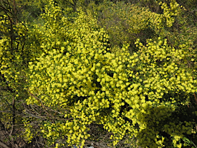 APII jpeg image of Acacia triquetra  © contact APII