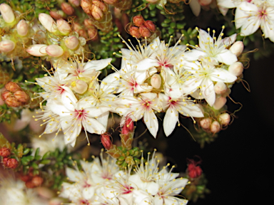 APII jpeg image of Calytrix tetragona  © contact APII