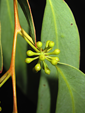 APII jpeg image of Eucalyptus andrewsii  © contact APII