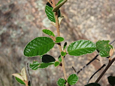 APII jpeg image of Pomaderris prunifolia  © contact APII