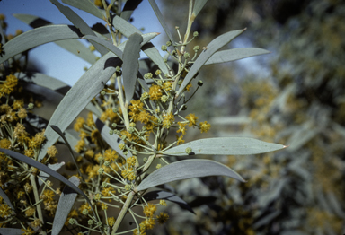 APII jpeg image of Acacia georginae  © contact APII