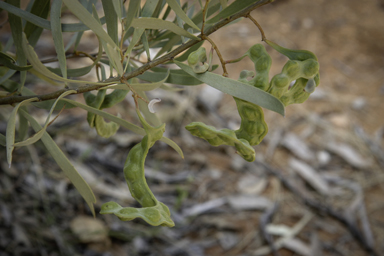 APII jpeg image of Acacia georginae  © contact APII