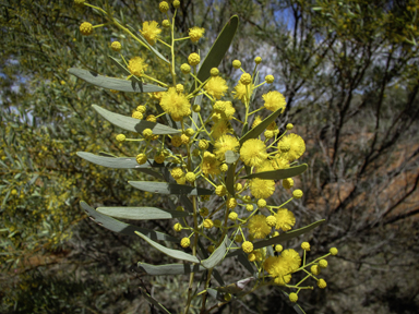 APII jpeg image of Acacia ligulata  © contact APII