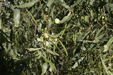 APII jpeg image of Acacia salicina  © contact APII