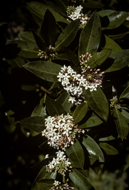 APII jpeg image of Acokanthera oblongifolia  © contact APII