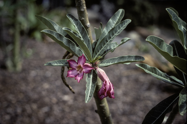 APII jpeg image of Adenium multiflorum  © contact APII