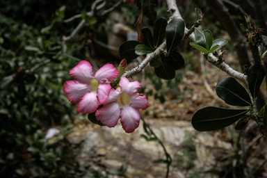 APII jpeg image of Adenium multiflorum  © contact APII