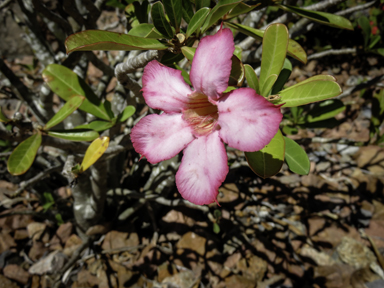 APII jpeg image of Adenium obesum  © contact APII