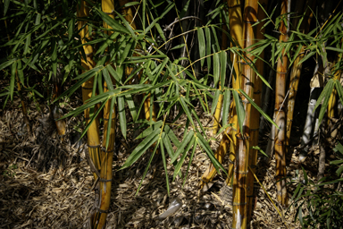APII jpeg image of Bambusa vulgaris  © contact APII