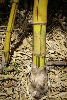 APII jpeg image of Bambusa vulgaris  © contact APII