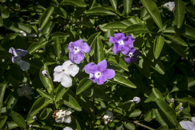 APII jpeg image of Brunfelsia australis  © contact APII