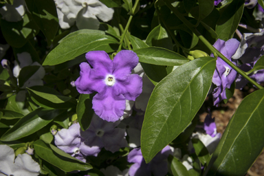 APII jpeg image of Brunfelsia australis  © contact APII