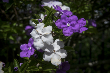 APII jpeg image of Brunfelsia uniflora  © contact APII