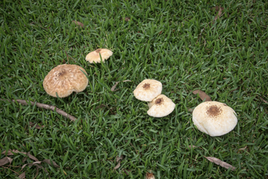 APII jpeg image of Chlorophyllum molybdites  © contact APII