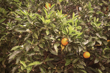 APII jpeg image of Citrus sinensis  © contact APII