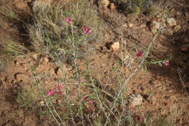 APII jpeg image of Eremophila latrobei  © contact APII