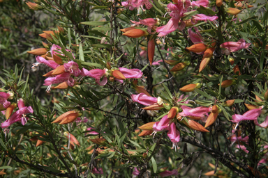 APII jpeg image of Eremophila maculata  © contact APII