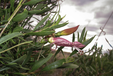 APII jpeg image of Eremophila maculata  © contact APII