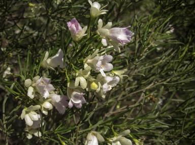 APII jpeg image of Eremophila sturtii  © contact APII