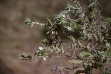 APII jpeg image of Euploca foliata  © contact APII