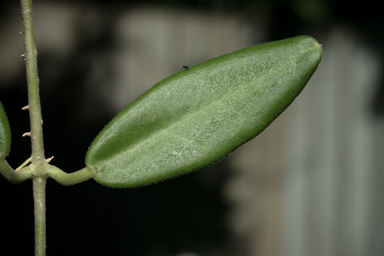 APII jpeg image of Hoya australis subsp. sanae  © contact APII