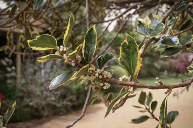 APII jpeg image of Ilex aquifolium  © contact APII