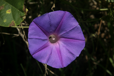 APII jpeg image of Ipomoea purpurea  © contact APII