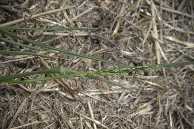 APII jpeg image of Panicum gilvum  © contact APII