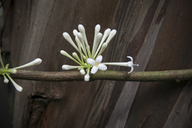 APII jpeg image of Phaleria clerodendron  © contact APII