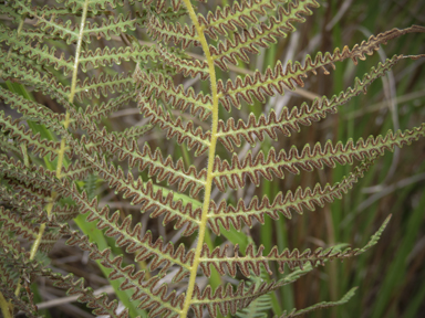 APII jpeg image of Pteridium esculentum  © contact APII