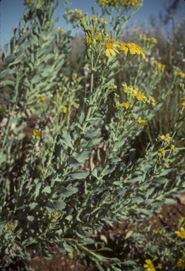 APII jpeg image of Senecio magnificus  © contact APII