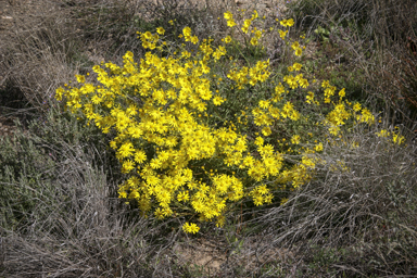 APII jpeg image of Senecio pinnatifolius var. pinnatifolius  © contact APII