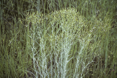 APII jpeg image of Senecio quadridentatus  © contact APII