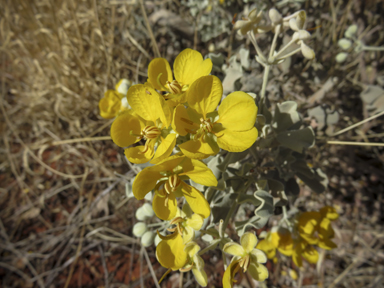 APII jpeg image of Senna artemisioides subsp. helmsii  © contact APII