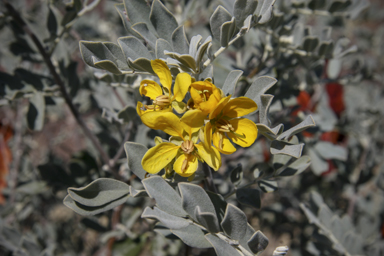 APII jpeg image of Senna artemisioides subsp. helmsii  © contact APII