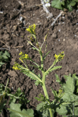 APII jpeg image of Sisymbrium thellungii  © contact APII