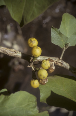 APII jpeg image of Solanum torvum  © contact APII